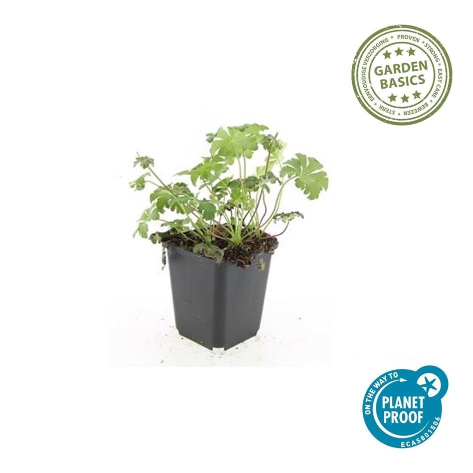 24x Geranium sanguineum ‘Album’ – Weißblühender Storchschnabel – Höhe 10–25 cm – Ø 9 cm Topf - Wurzelwerk Design