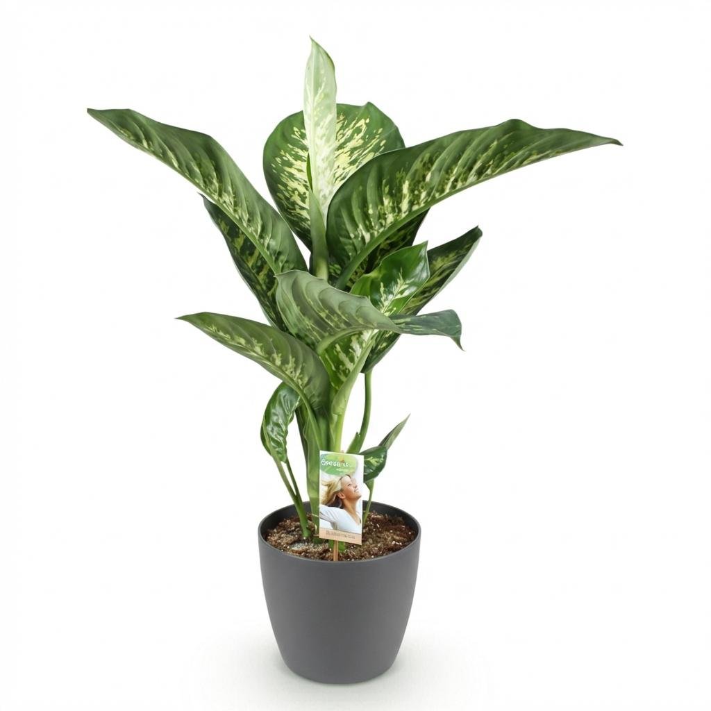 Diefenbachia Tropic Snow von Everspring, grüne und weiße Blätter, 90-100 cm hohe Pflanze in grauer Topf, Nahaufnahme