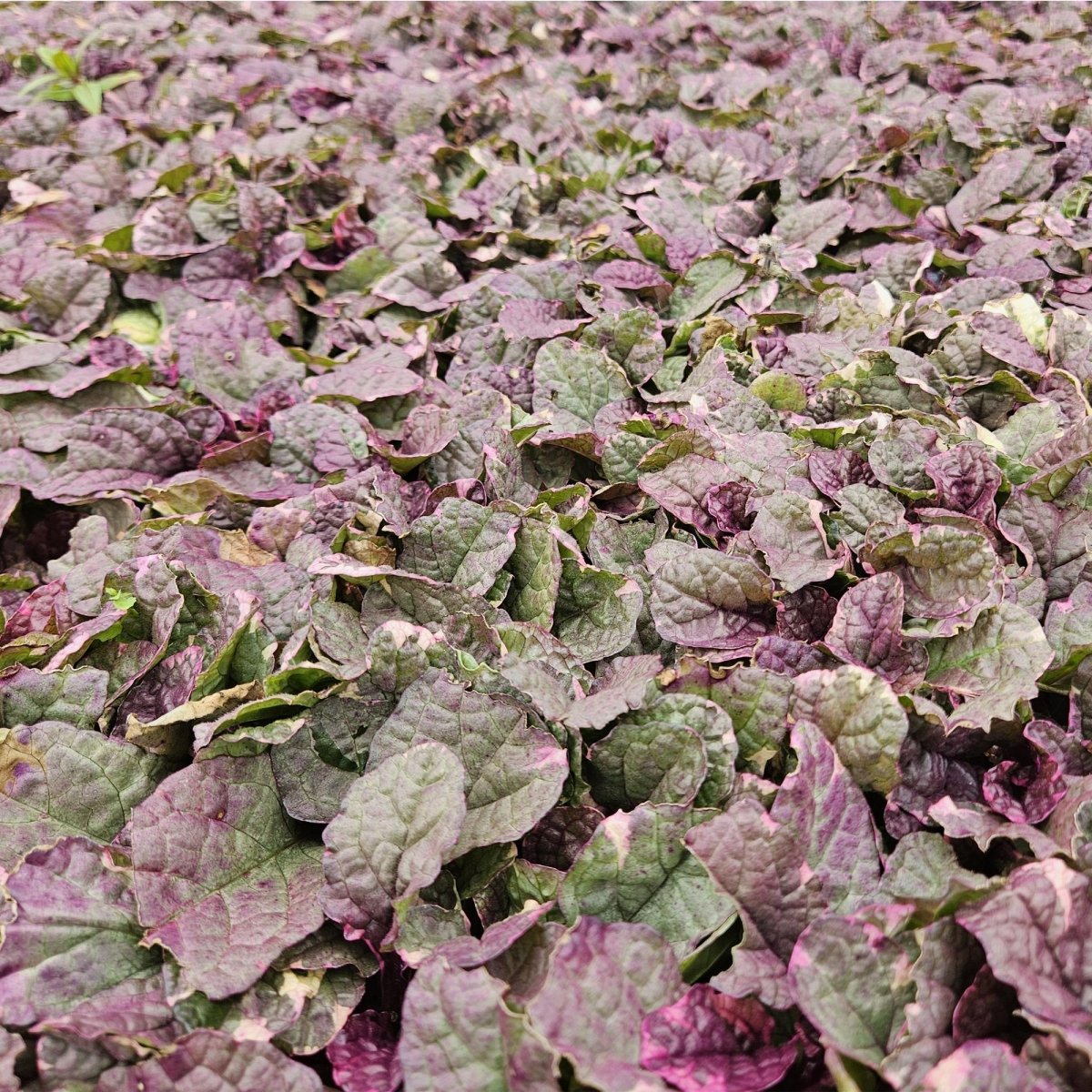 24x Ajuga reptans ‘Burgundy Glow’ – Kriechender Günsel mit buntem Laub – Höhe 10–25 cm – Ø 9 cm - Wurzelwerk Design