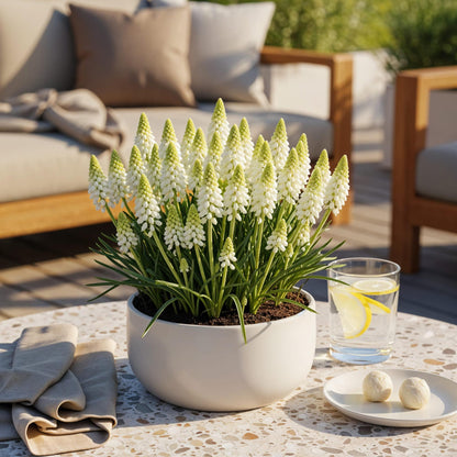 Blumenzwiebeln Muscari White Magic von Everspring, 50 weiße Zwiebeln Größe 6/7, frisch und gesund für Frühjahrsblüher