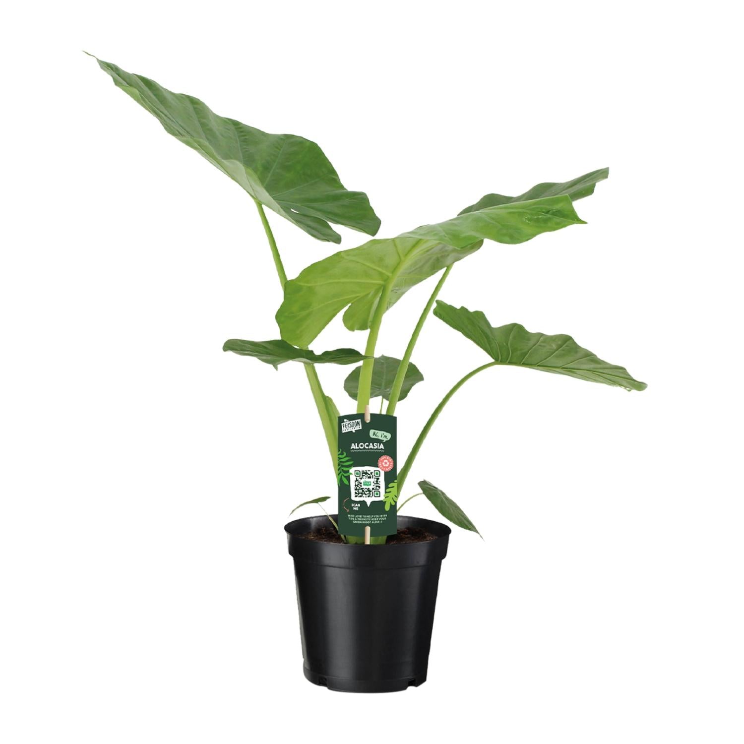 Große Alocasia Macrorrhiza Pflanze von Everspring, mit großen Blättern und etwa 70 cm Höhe in Topf, 19 cm Durchmesser.