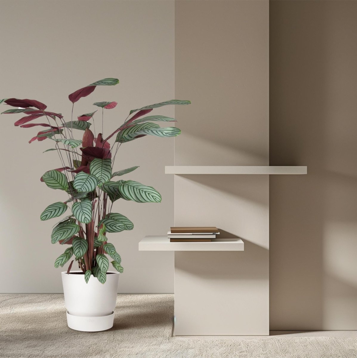 Calathea oppenheimiana | Korbmarante in verschiedenen Größen – Immergrün &amp; Haustierfreundlich - Wurzelwerk Design