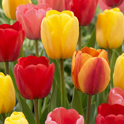 Darwin-Hybrid-Tulpen Mischung – Tulipa online kaufen | 15 bis 320 Blumenzwiebeln, großblütig &amp; langlebig – Wurzelwerk Design
