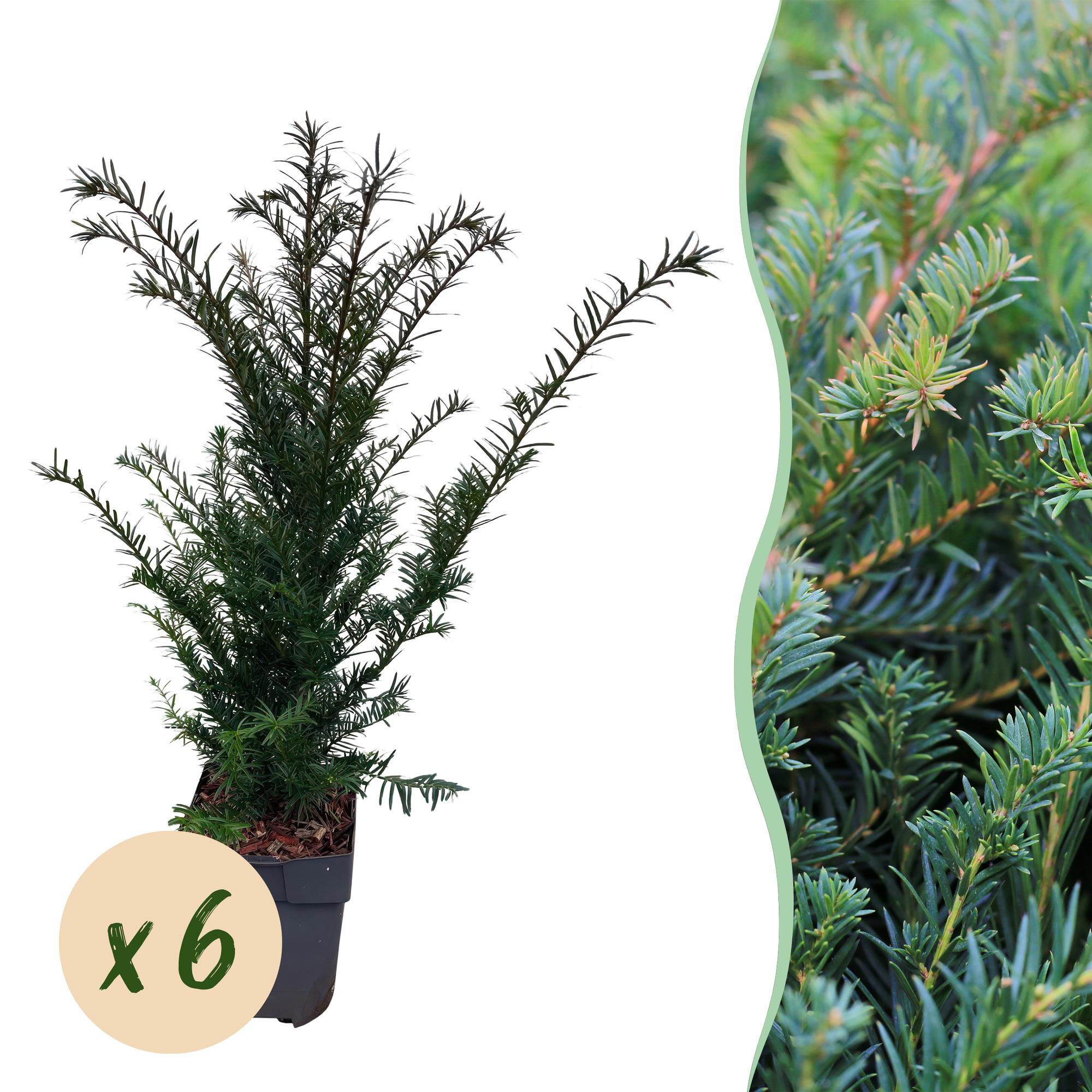 Eibe – Taxus baccata online kaufen | 6 Pflanzen für 1 m Hecke, immergrün &amp; extrem schnittfest – Wurzelwerk Design