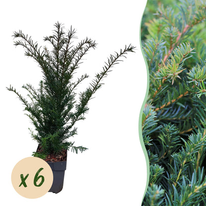 Eibe – Taxus baccata online kaufen | 6 Pflanzen für 1 m Hecke, immergrün &amp; extrem schnittfest – Wurzelwerk Design