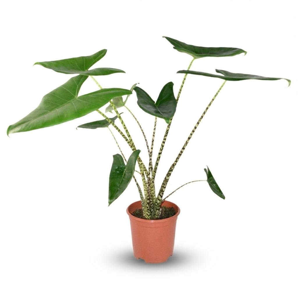 Alocasia zebrina Pflanze, Elefantenohr, 70-75 cm hoch mit gestreiften Blättern, im Topf, Everspring Marke