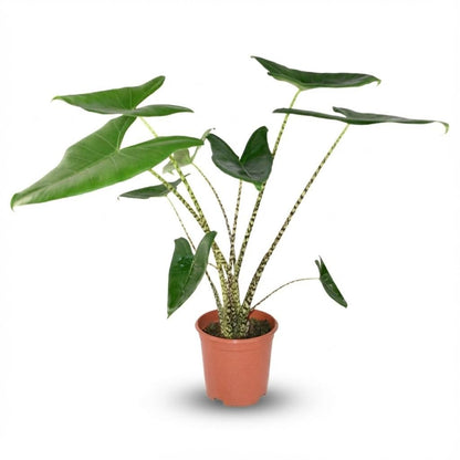 Alocasia zebrina Pflanze, Elefantenohr, 70-75 cm hoch mit gestreiften Blättern, im Topf, Everspring Marke