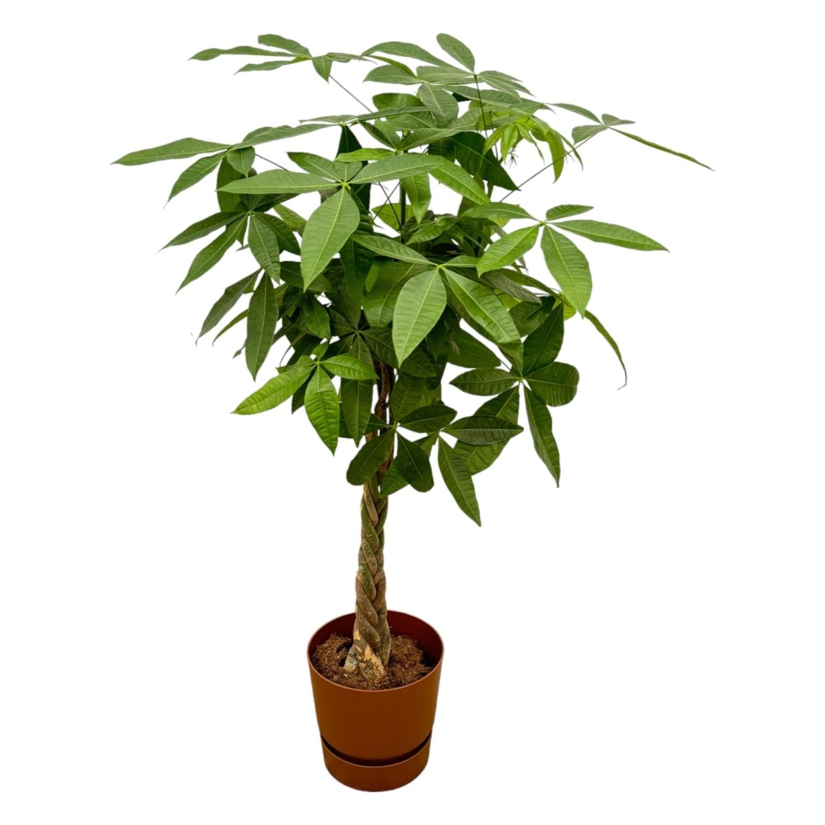 Pachira aquatica 160 cm | Glückskastanie im Ø30 cm Topf mit verschiedenen Übertöpfen - Wurzelwerk Design
