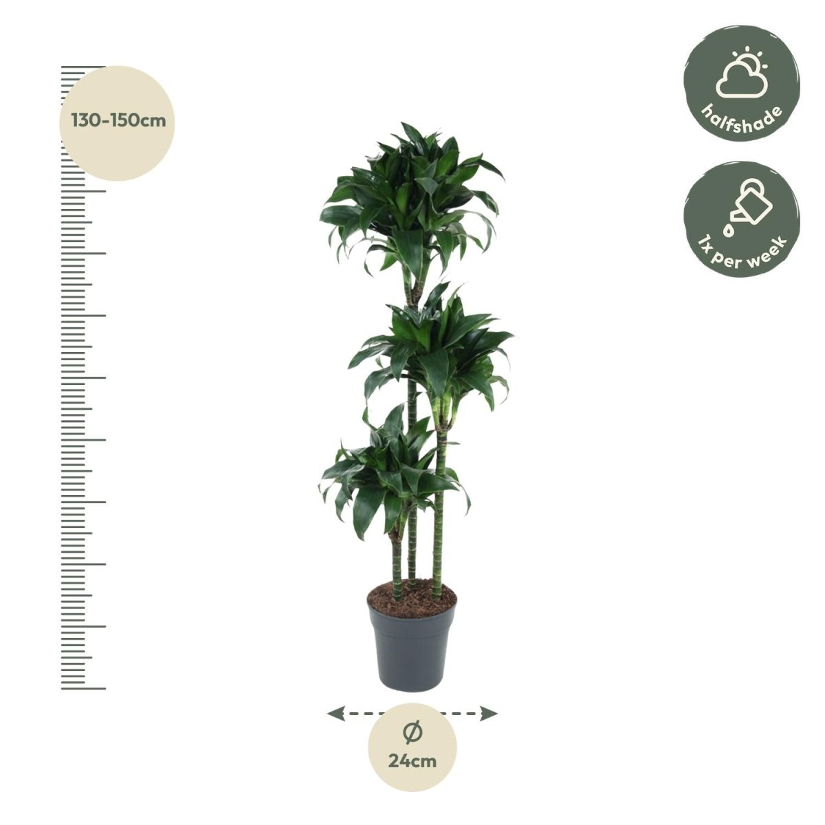 Dracaena Tatuade 140 cm – Pflegeleicht &amp; luftreinigend - Wurzelwerk Design