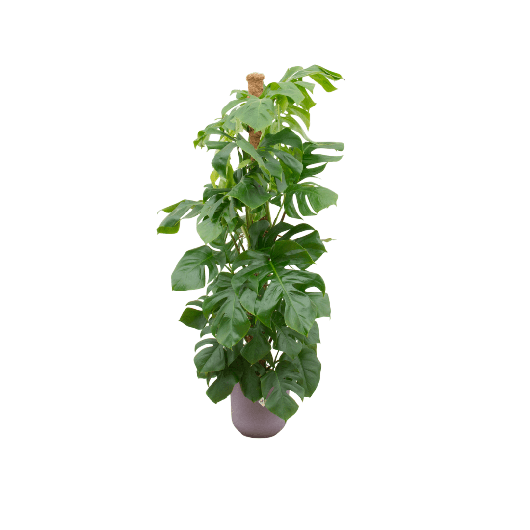 Monstera kaufen – Monstera Pertusum XL im Topf, ca. 120 cm - Wurzelwerk Design