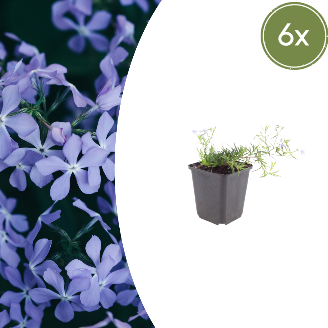 6x Phlox (S) &