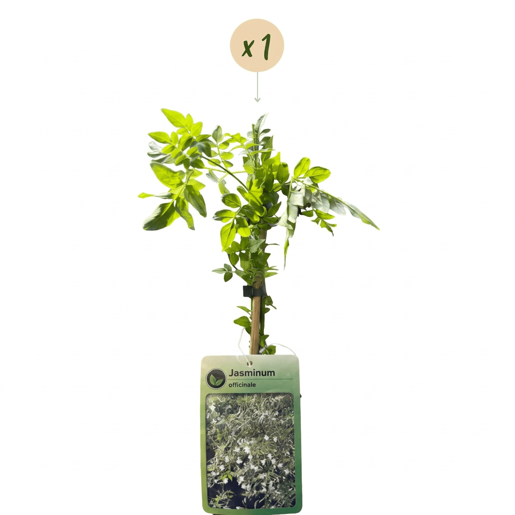 Echter Jasmin kaufen – Jasminum officinale | weiß, Ø 9 cm, Höhe 35 cm - Wurzelwerk Design