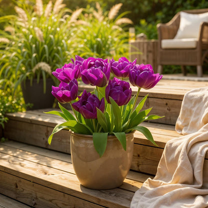 Everspring Tulpenzwiebeln Double Lilac in Lila, 50 Stück, Zwiebelgröße 11/12, XXL Pack, frische Frühlingsblumen.