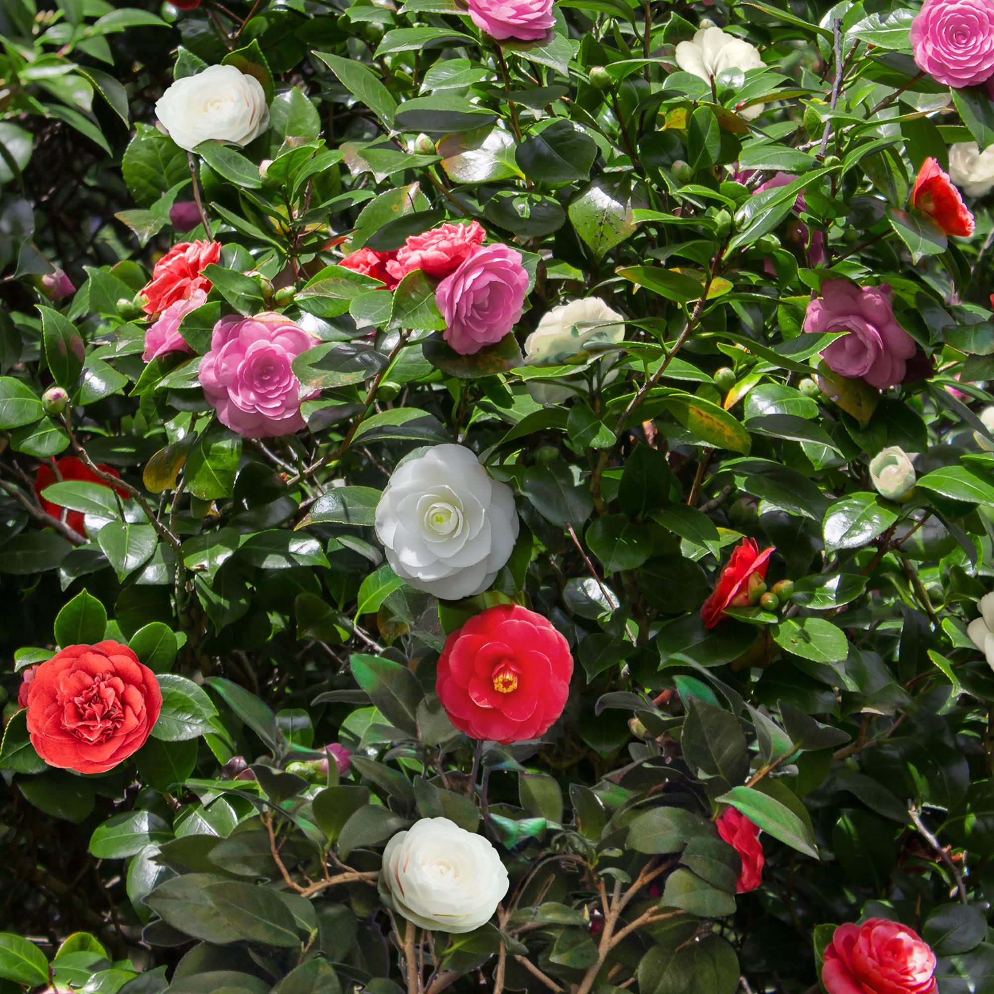 Everspring Camelia japonica Tricolour Pflanze mit rosa, weißen und roten Blüten, immergrün, Topf 15cm, Höhe 30cm