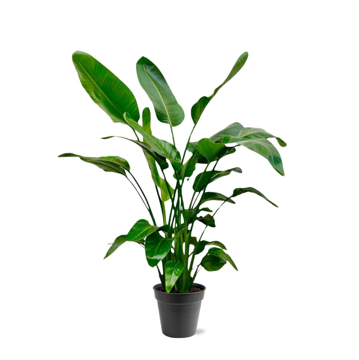 Strelitzia Augusta XL - XXXL – Exotischer Weißer Paradiesvogel - Wurzelwerk Design