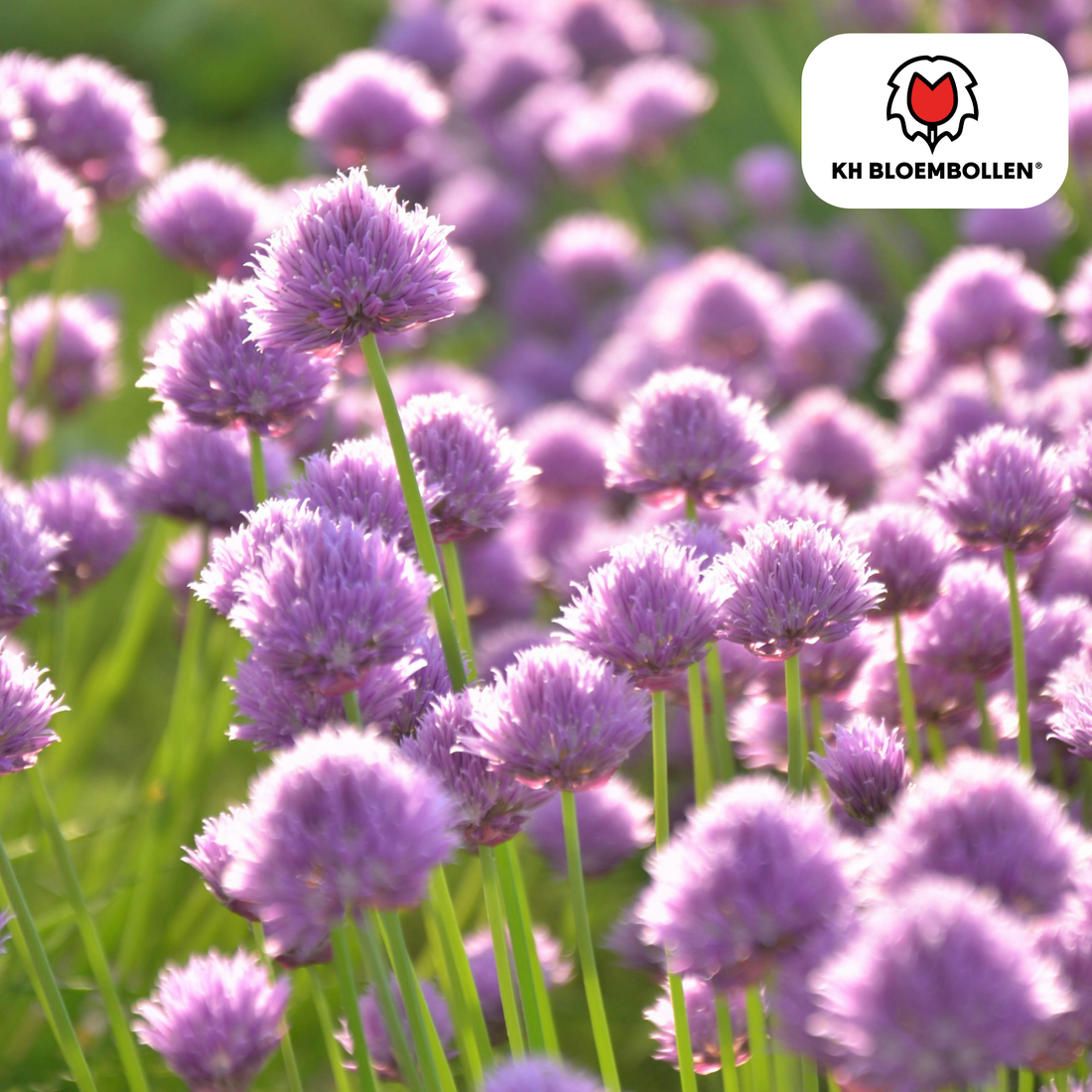 Allium carolinianum – 15 Stück | Zarter Kugel-Lauch für naturnahe Beete