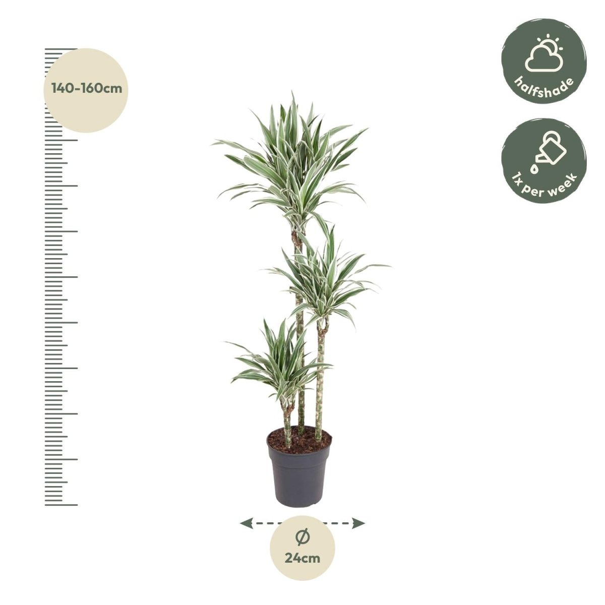 Dracaena White Stripe (150 cm, Ø24 cm) - Wurzelwerk Design