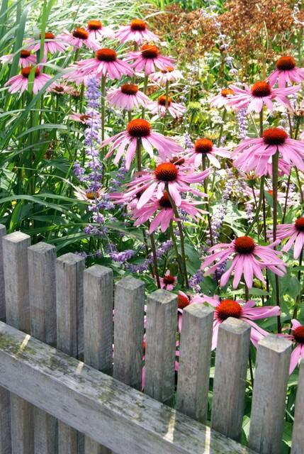 24x Echinacea purpurea ‘Magnus’ – Purpur - Sonnenhut für Staudenbeete &amp; Naturgärten – Höhe 10–25 cm – Ø 9 cm - Wurzelwerk Design