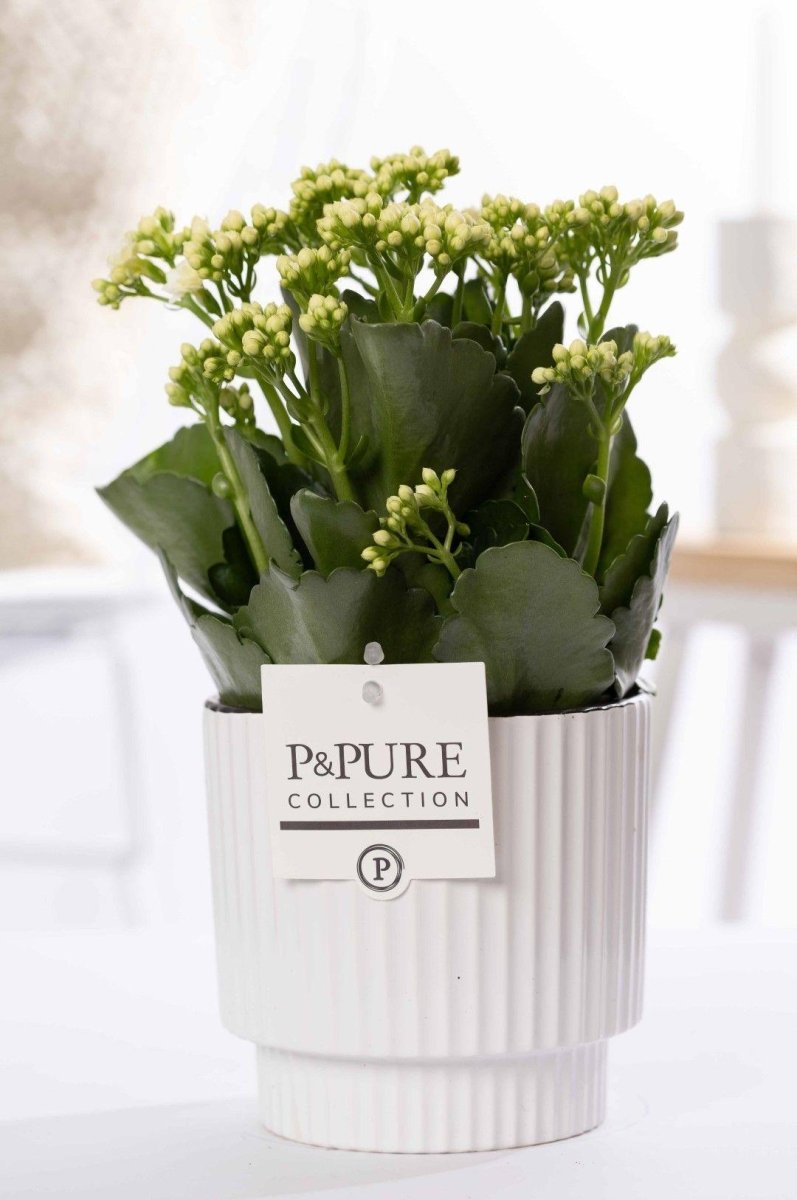 Kalanchoe White In P&amp;PURE Ivy Ceramics - Ø12cm - ↕27cm - Wurzelwerk Design