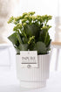 Kalanchoe White In P&PURE Ivy Ceramics - Ø12cm - ↕27cm - Wurzelwerk Design