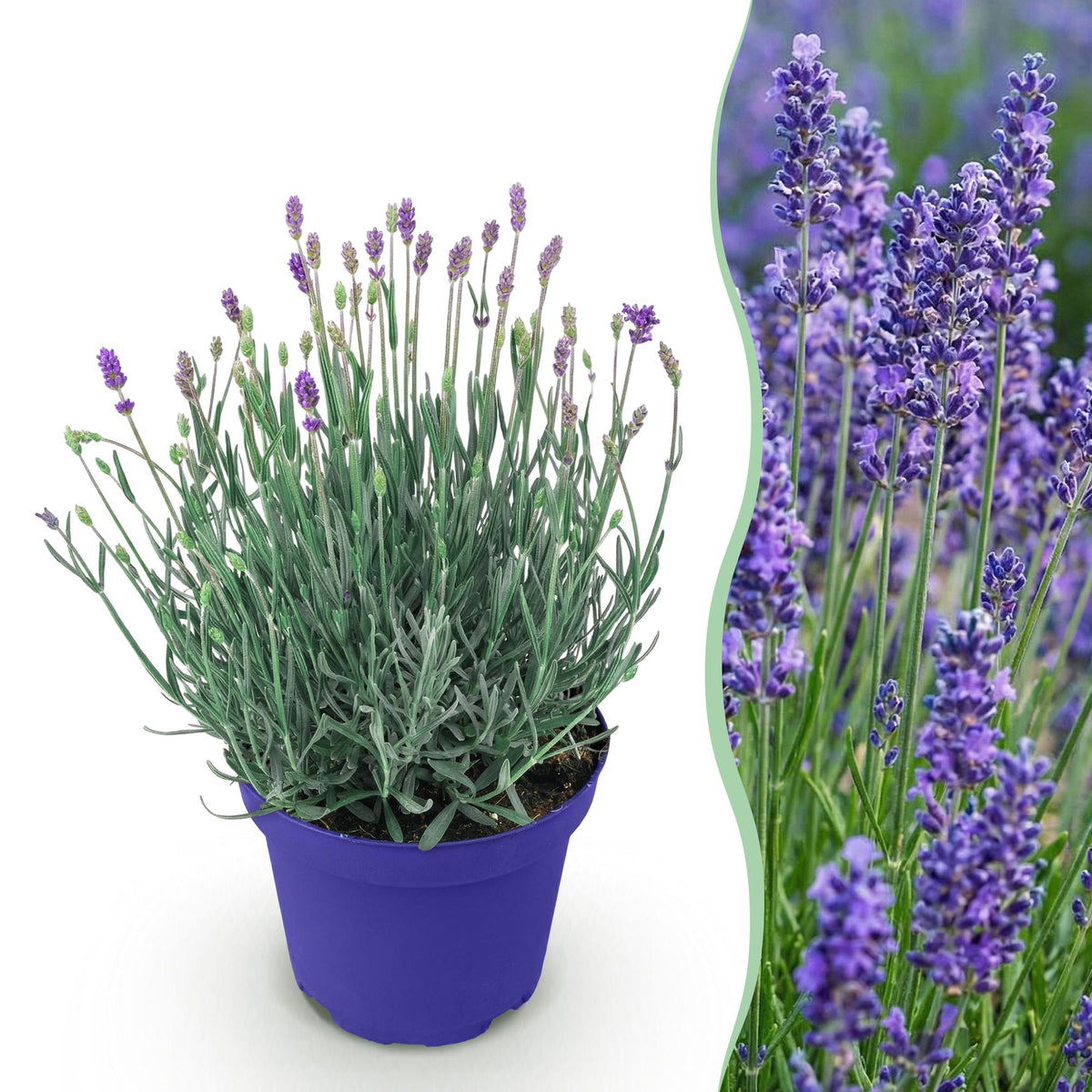 Lavendel angustifolia Hidcote in Topf, winterhart, lila Blüten, ca. 20-25cm hoch, Everspring, 12cm Topf, Pflanze für Garten