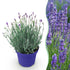 Lavendel angustifolia Hidcote in Topf, winterhart, lila Blüten, ca. 20-25cm hoch, Everspring, 12cm Topf, Pflanze für Garten
