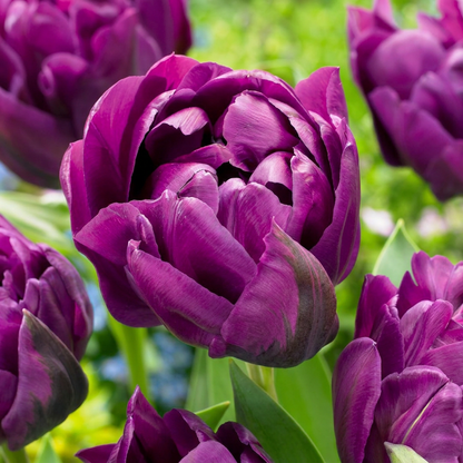 Gefüllte Tulpe Lila – Tulipa Double Lilac online kaufen | 24 bis 96 Blumenzwiebeln, gefüllt &amp; päonienartig – Wurzelwerk Design