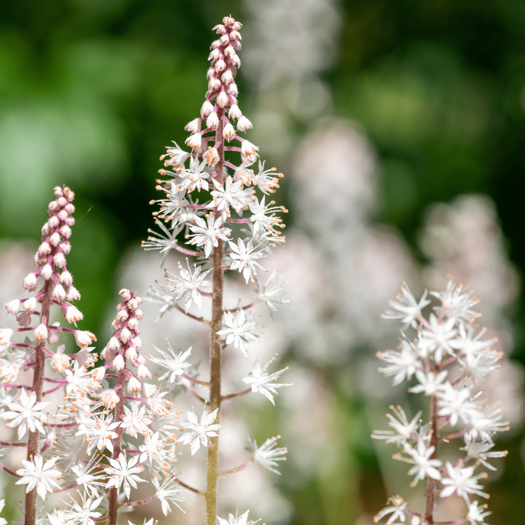 Sechs Tiarella cordifolia Pflanzen mit 10-25cm Höhe und 9cm Topfgröße, im Garten, mit grünen Blättern und weißen Blüten.