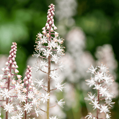 Sechs Tiarella cordifolia Pflanzen mit 10-25cm Höhe und 9cm Topfgröße, im Garten, mit grünen Blättern und weißen Blüten.