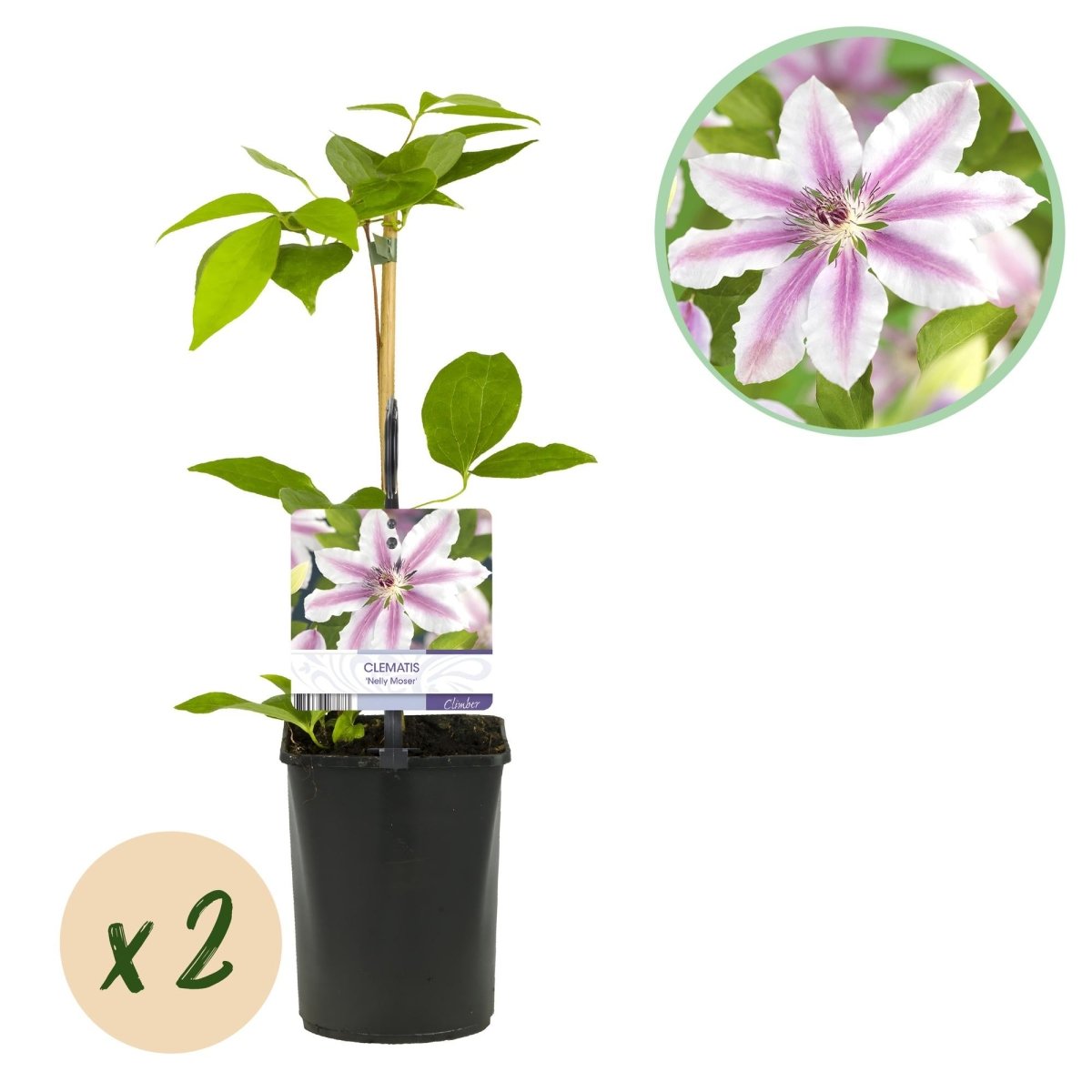 Kletterpflanze - Clematis Nelly Moser - Blüte Rosa - Wenig Pflege - 2 Pflanzen - Topf 11cm Höhe 40cm - Wurzelwerk Design