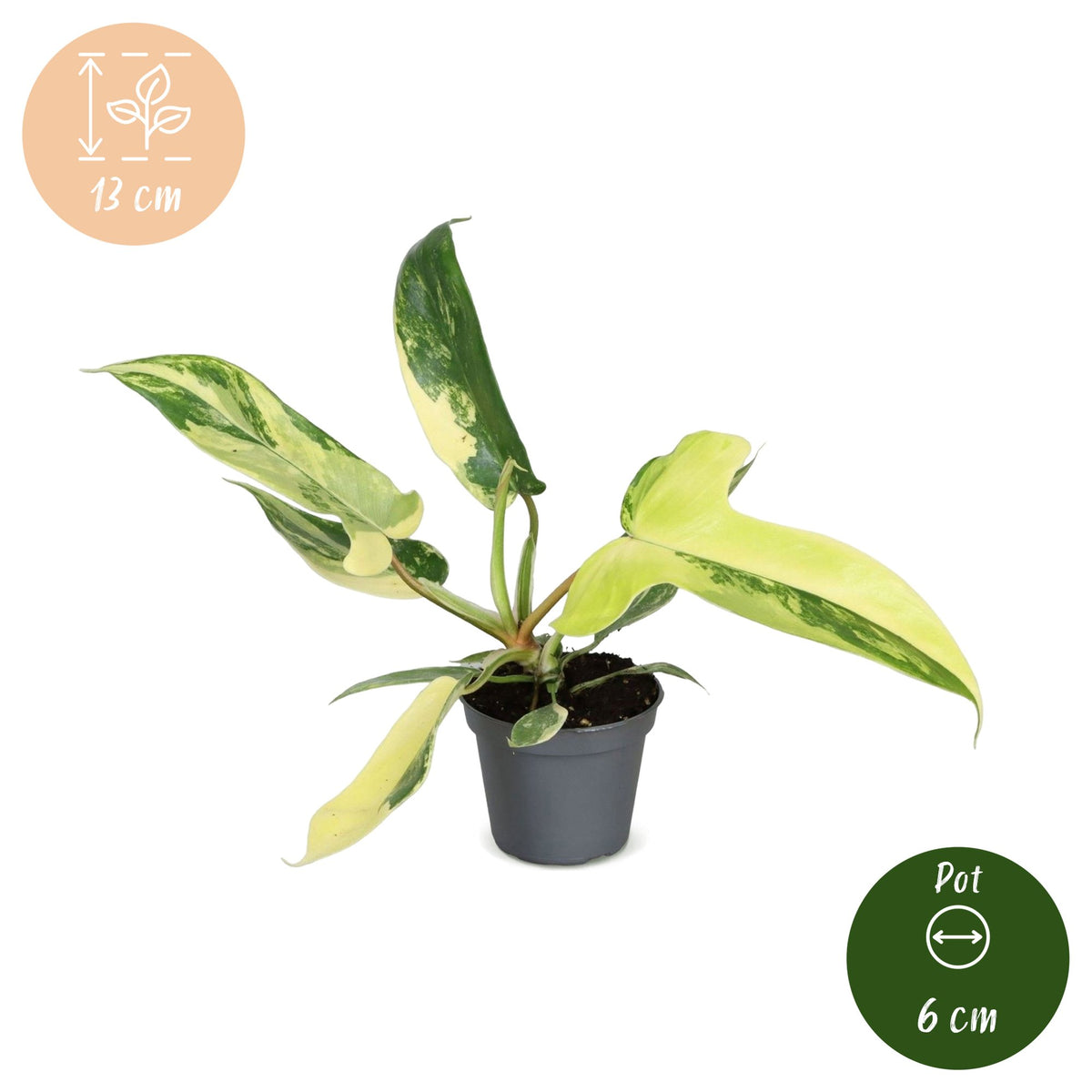 Philodendron &