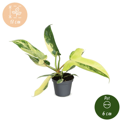 Philodendron &