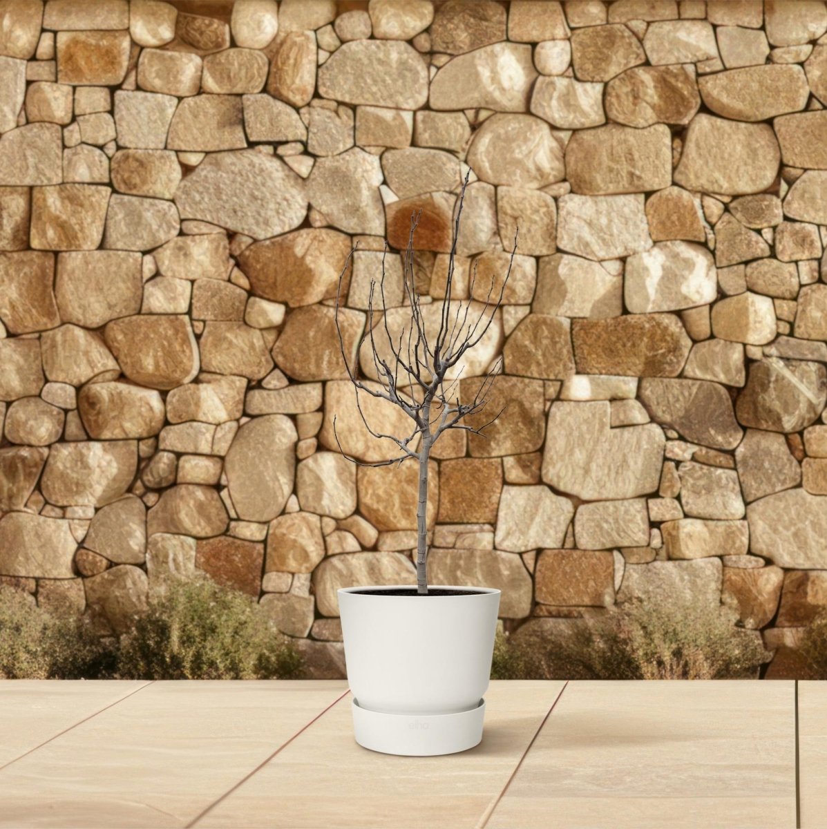 Ficus Carica – Echter Feigenbaum für Garten &amp; Terrasse - Wurzelwerk Design