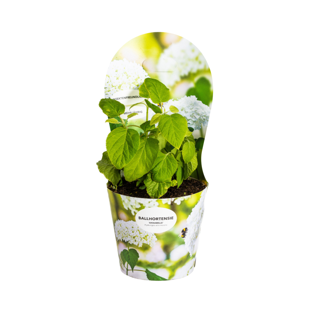 Wald-Hortensie Hydrangea arborescens Annabelle Ø19cm  ↕30 - 40cm