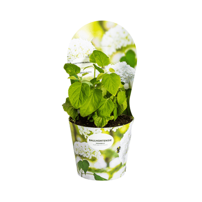 Wald - Hortensie Hydrangea arborescens Annabelle Ø 19 cm - Höhe 30 - 40 cm - Wurzelwerk Design
