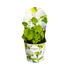 Wald - Hortensie Hydrangea arborescens Annabelle Ø 19 cm - Höhe 30 - 40 cm - Wurzelwerk Design