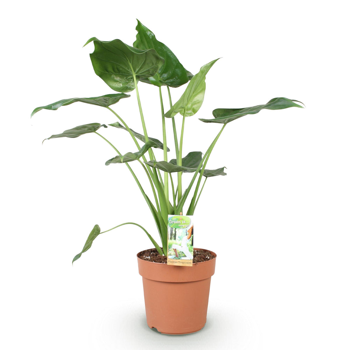 Grüne Alocasia Cucullata Pflanze von Everspring in 21cm Topf, Höhe 65-70cm, Zimmerpflanze mit wenig Pflege, Buddha-Hand-Form