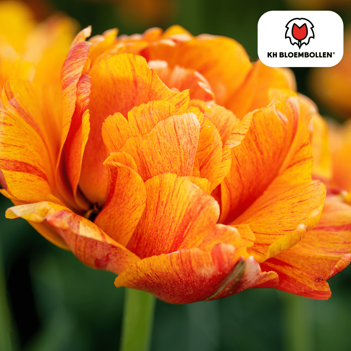 Gefüllte Tulpenzwiebeln Gudoshnik Double, 20er-Pack, bunte, gefüllte Tulpen, Everspring Pflanzenzwiebeln, Frühlingsblumen