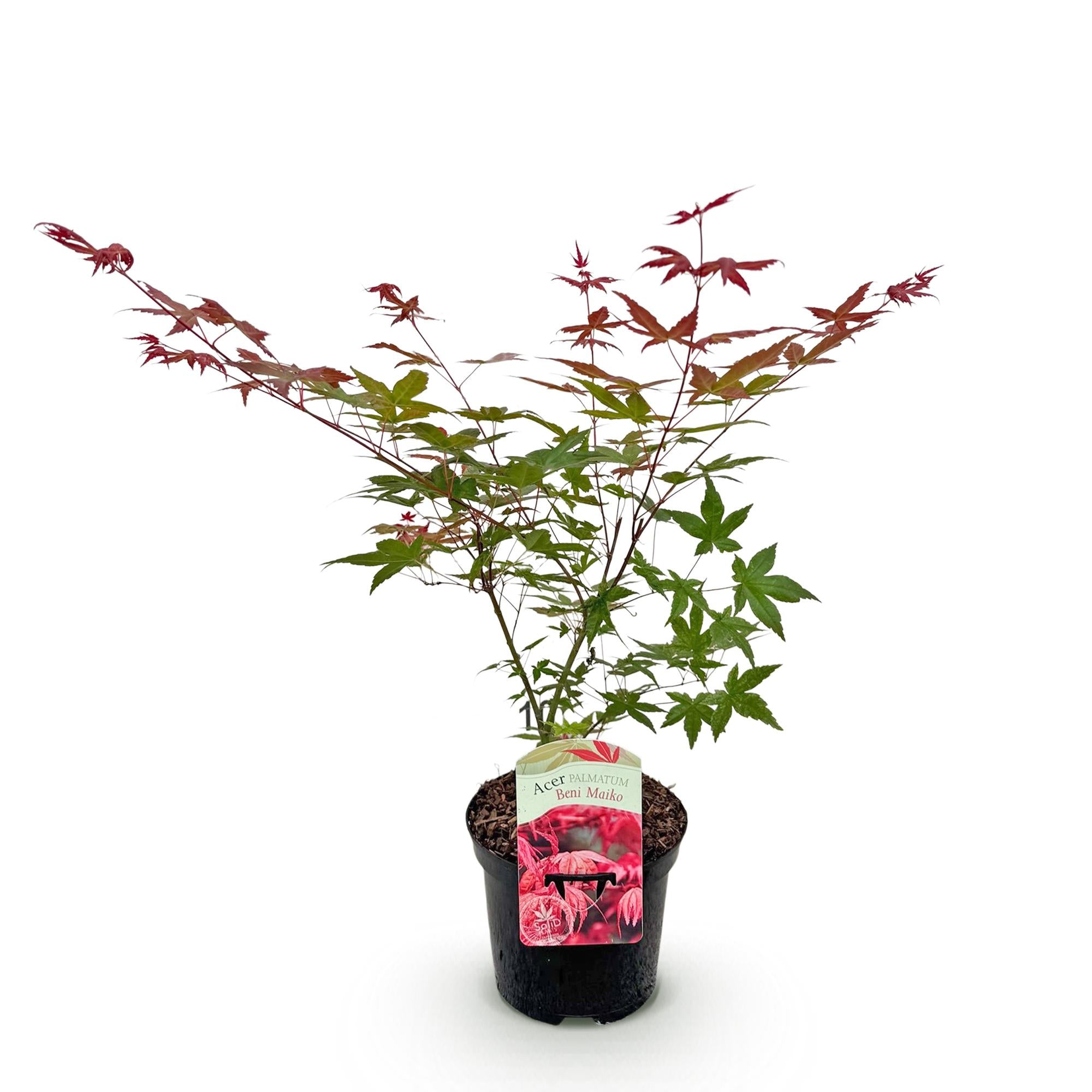 Japanischer Ahorn Acer palmatum Beni Maiko in rotem Laub, Topf 19cm, Höhe 70cm, laubabwerfende Pflanze von Everspring.