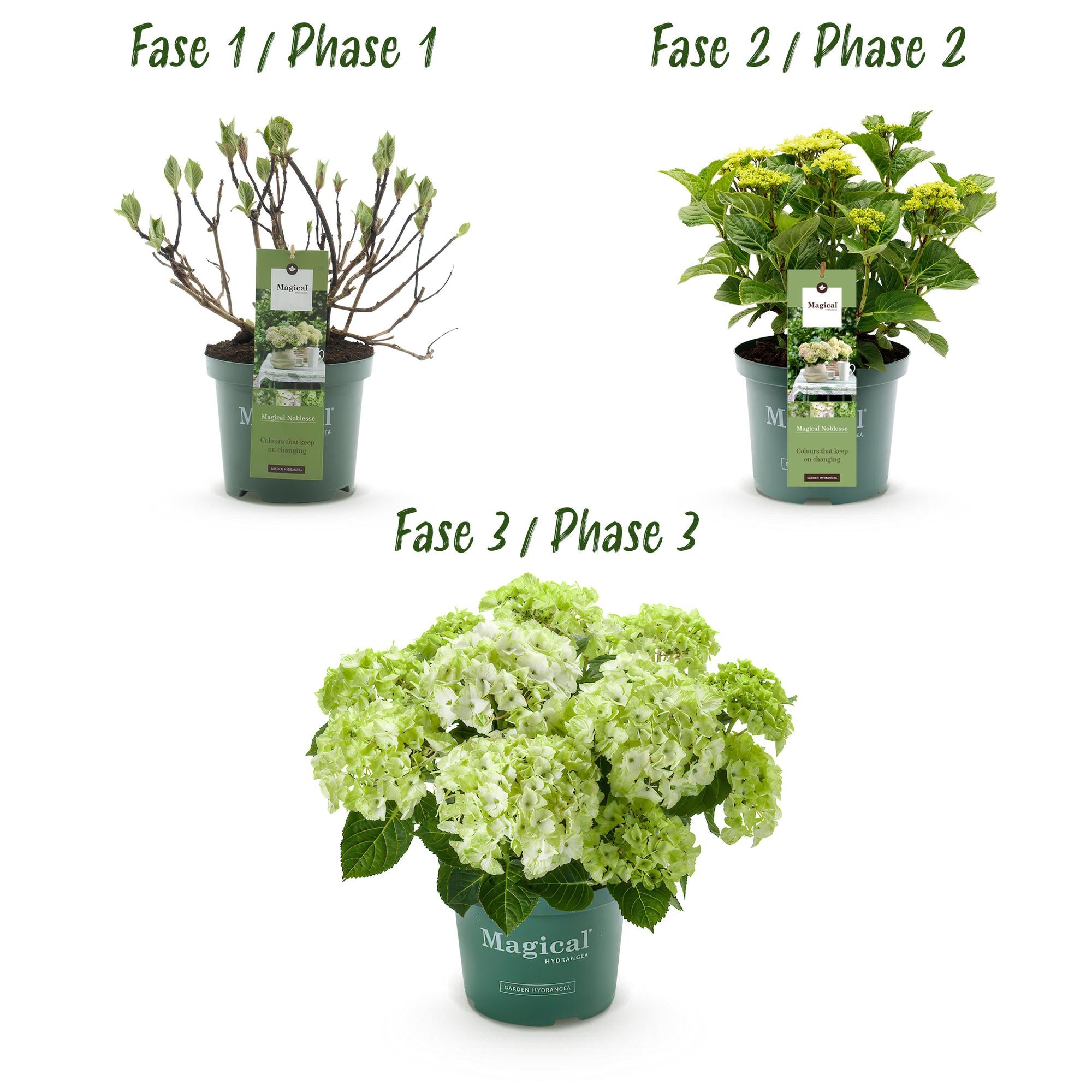 Weiße Hydrangea Magical Nobless Hortensie im Topf, 23cm Durchmesser, 55cm hoch, mit 6-10 Blüten von Everspring