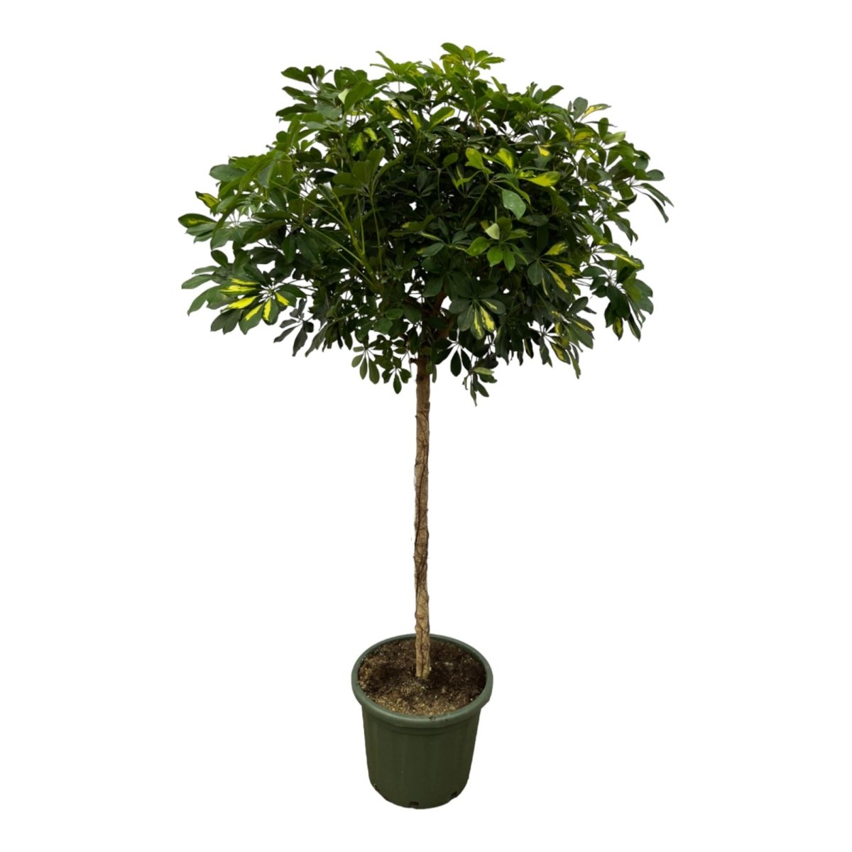 Schefflera ‘Gold Capella’ 180 cm | Strahlenaralie im Ø45 cm Topf – Immergrün &amp; Pflegeleicht - Wurzelwerk Design