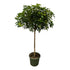 Schefflera ‘Gold Capella’ 180 cm | Strahlenaralie im Ø45 cm Topf – Immergrün & Pflegeleicht - Wurzelwerk Design