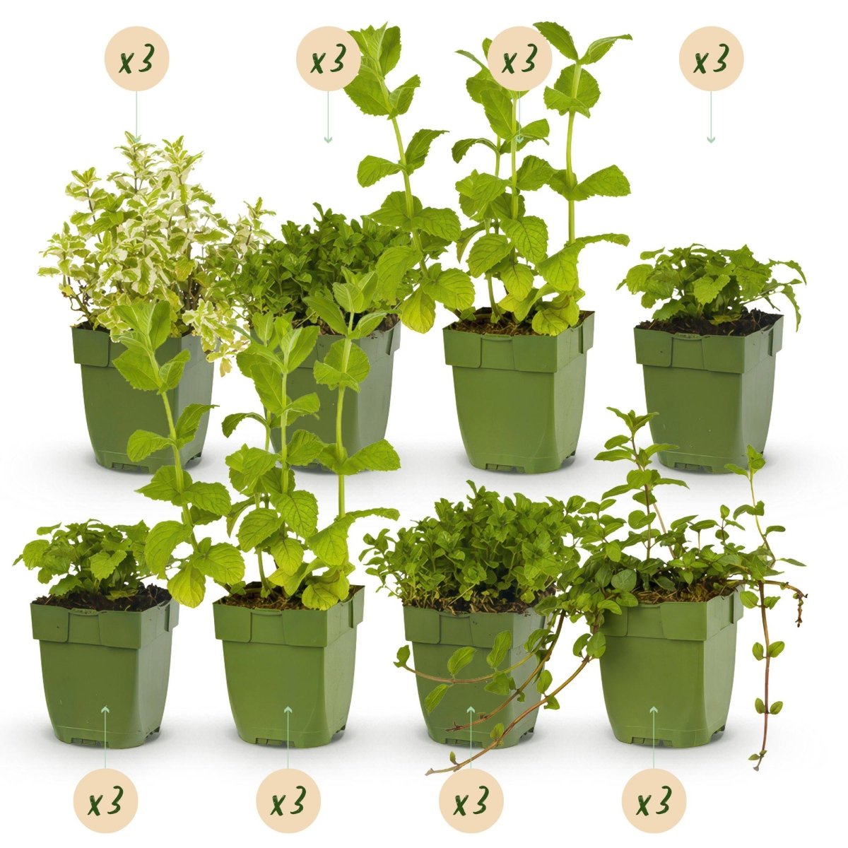 Kräuter - Paket - Kräutertee - 24 Stauden - Für 3 m² - Verschiedene Farben - Wenig Pflege - Topf 11 cm - Wurzelwerk Design