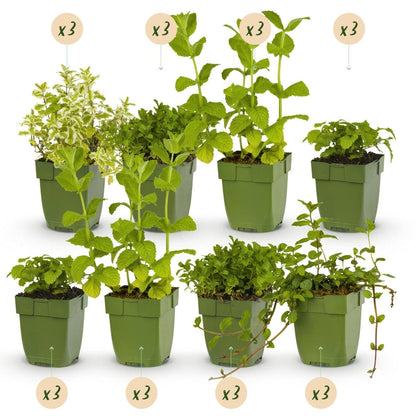 Kräuter - Paket - Kräutertee - 24 Stauden - Für 3 m² - Verschiedene Farben - Wenig Pflege - Topf 11 cm - Wurzelwerk Design
