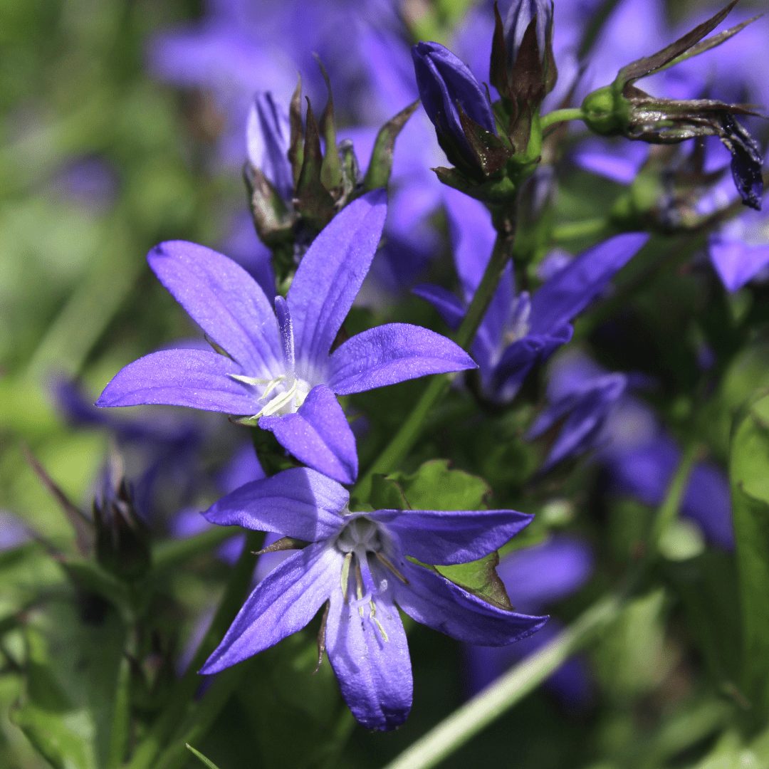 6x Campanula poscharskyana - Höhe 10 - 25 cm - Ø 9 cm - Wurzelwerk Design