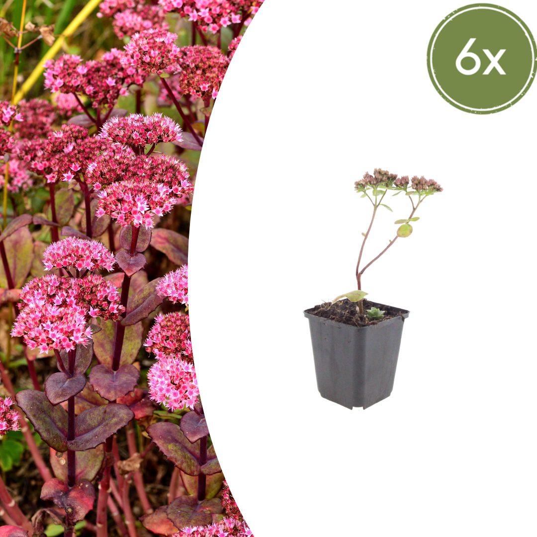 6x Sedum &