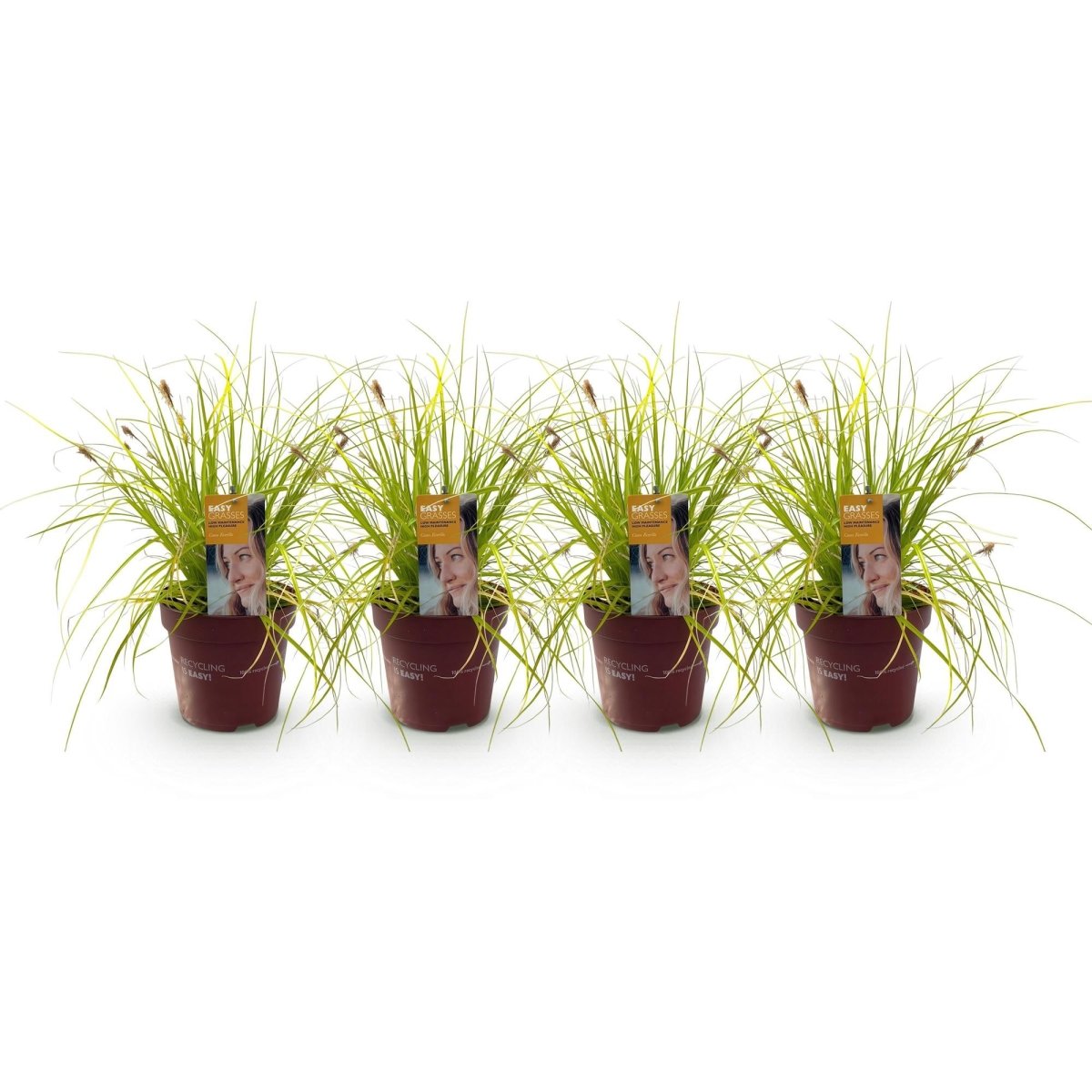 Japan - Goldsegge Everillo - Gelb - 4 Pflanzen - Immergrün - Wenig Pflege - Topf 17cm Höhe 50cm - Wurzelwerk Design