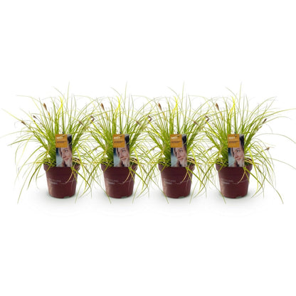 Japan - Goldsegge Everillo - Gelb - 4 Pflanzen - Immergrün - Wenig Pflege - Topf 17cm Höhe 50cm - Wurzelwerk Design