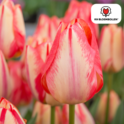 Frische Tulpenzwiebeln im 20er-Pack von Everspring, bunt und farbenfroh, ideal für den Frühling.