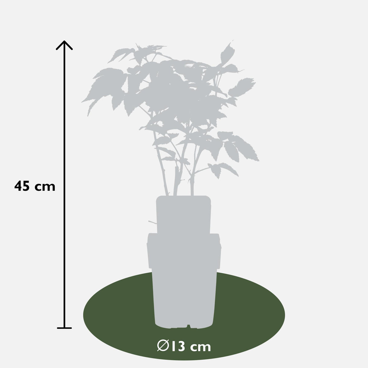 Everspring Himbeere ‚Malling Promise‘ im 13 cm Topf, frisch und gesund, perfekt für den Sommergarten.